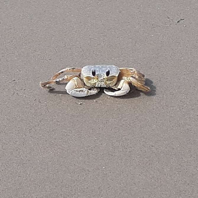 jgitcar's tweet image. It&apos;s hard to be crabby in the #obx 🦀🌊🏖