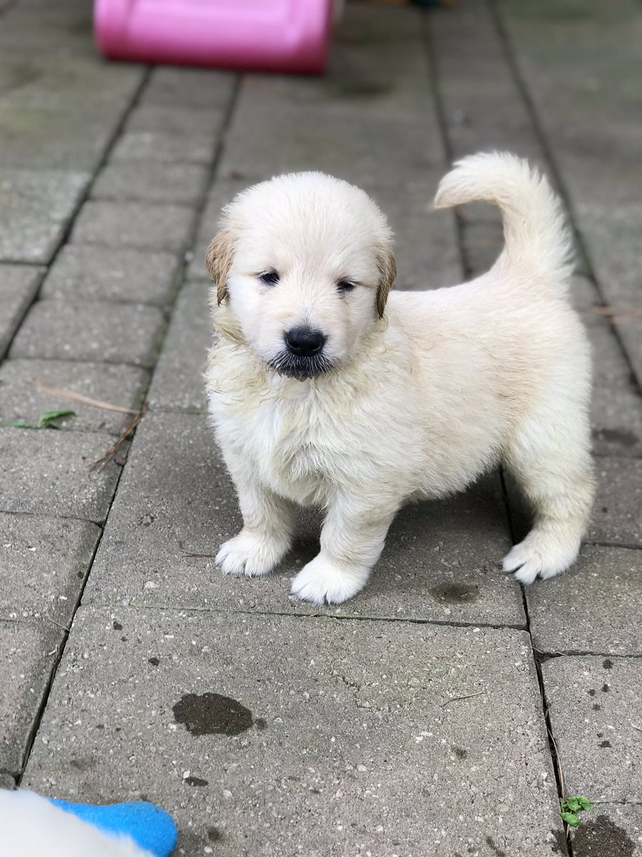 CanineAssistant's tweet image. Happy FriYAY! It’s the weekend!