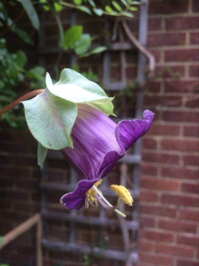 Waited two years for this Cobea Scandens to flower and the big rain washed it away