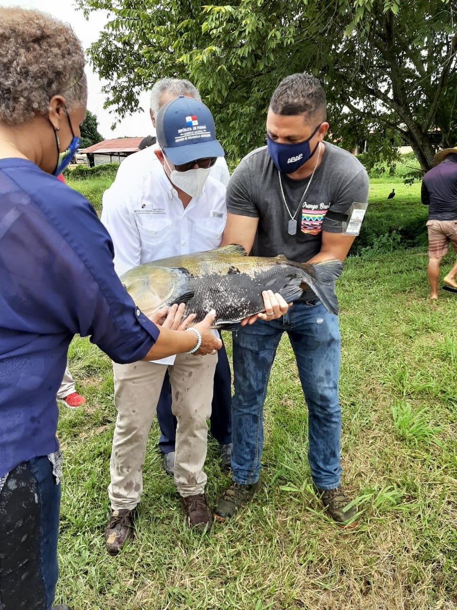 FlorTorrijos's tweet photo. Hoy recibimos al Vice Min del @MIDAPma @carlorognoni en la Estaciòn experimental Dulce Acuícola de @ARAP_Panama en Divisa. En las 4 estaciones Investigamos,  capacitamos a los pescadores, les entregamos alevines de peces para proyectos de masificación y para #PlanAgrosolidario https://t.co/VTfLK2cFYT