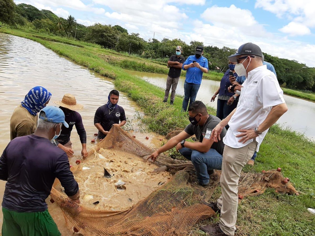 FlorTorrijos's tweet photo. Hoy recibimos al Vice Min del @MIDAPma @carlorognoni en la Estaciòn experimental Dulce Acuícola de @ARAP_Panama en Divisa. En las 4 estaciones Investigamos,  capacitamos a los pescadores, les entregamos alevines de peces para proyectos de masificación y para #PlanAgrosolidario https://t.co/VTfLK2cFYT