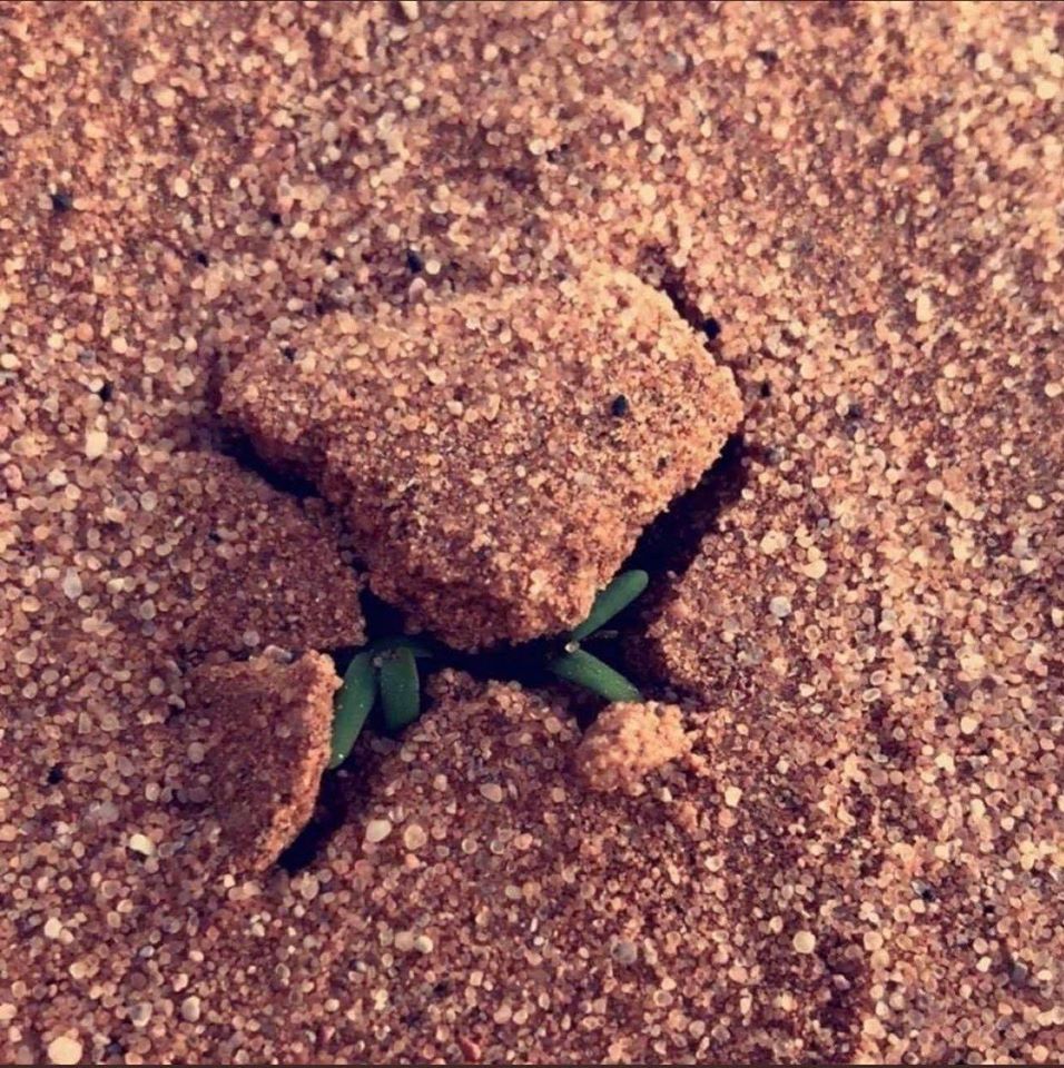 ArabicBest's tweet photo. كل الأبواب كانت مغلقة حتى جاء أمر الله 🤍 https://t.co/xA0EXd6WJT