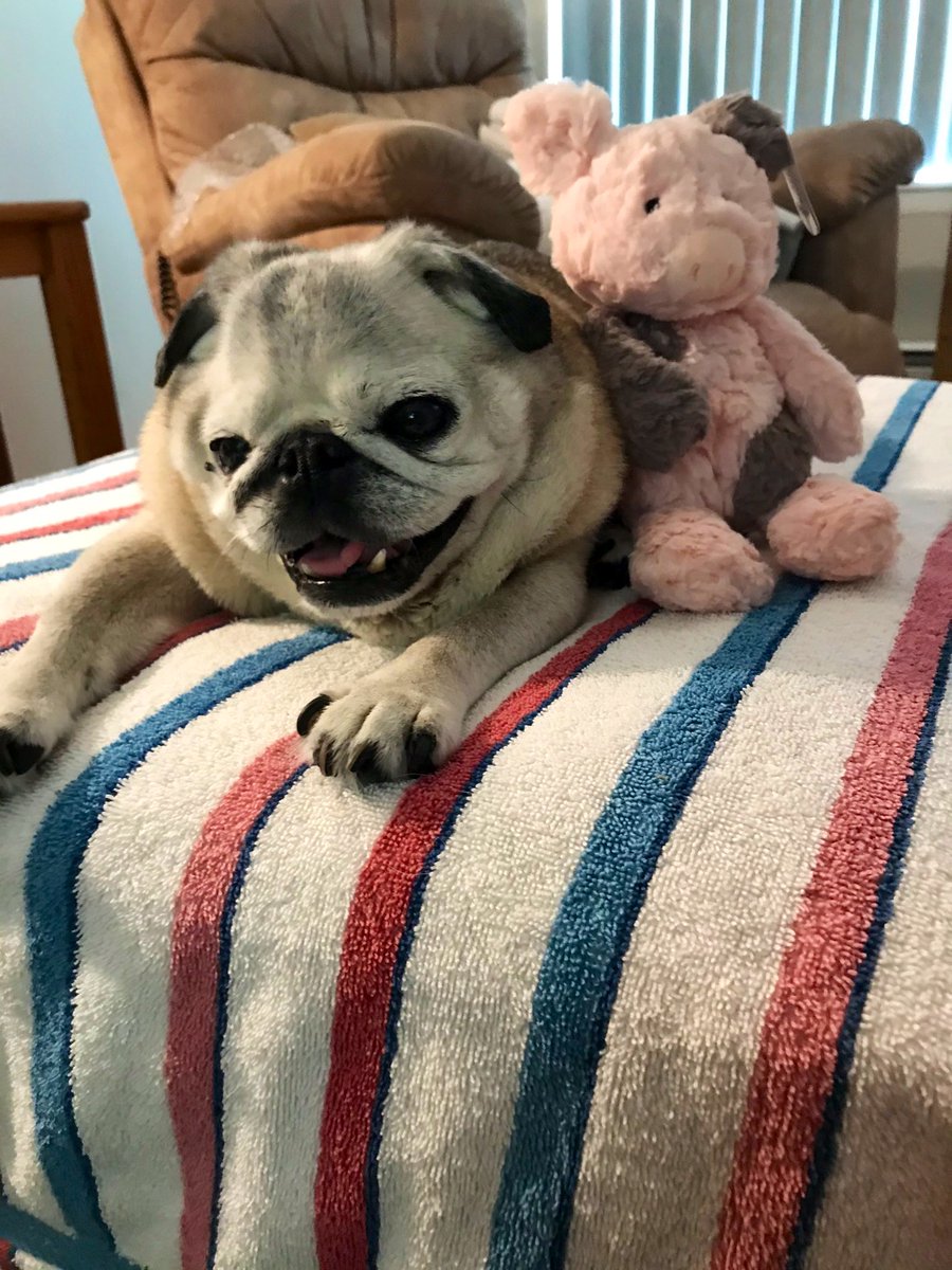 battybewbs's tweet photo. #DaisyMae #PrayForDaisy Daisy Mae the sweetest lady 🌷💗 https://t.co/bUE4VgJ4GI