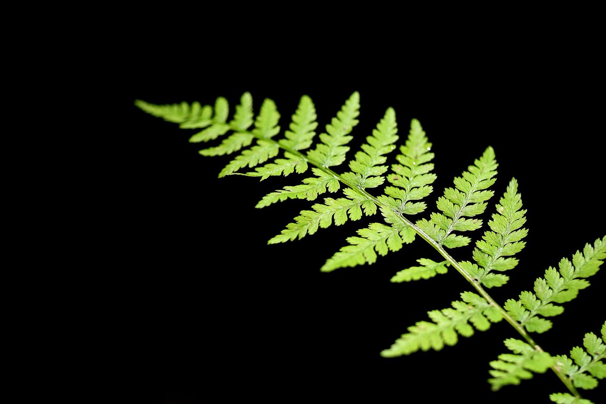 Pteridium aquilinum, Eagle fern
Shot with #Nikon #D7500 <a href="/NikonEurope/">NikonEurope</a>