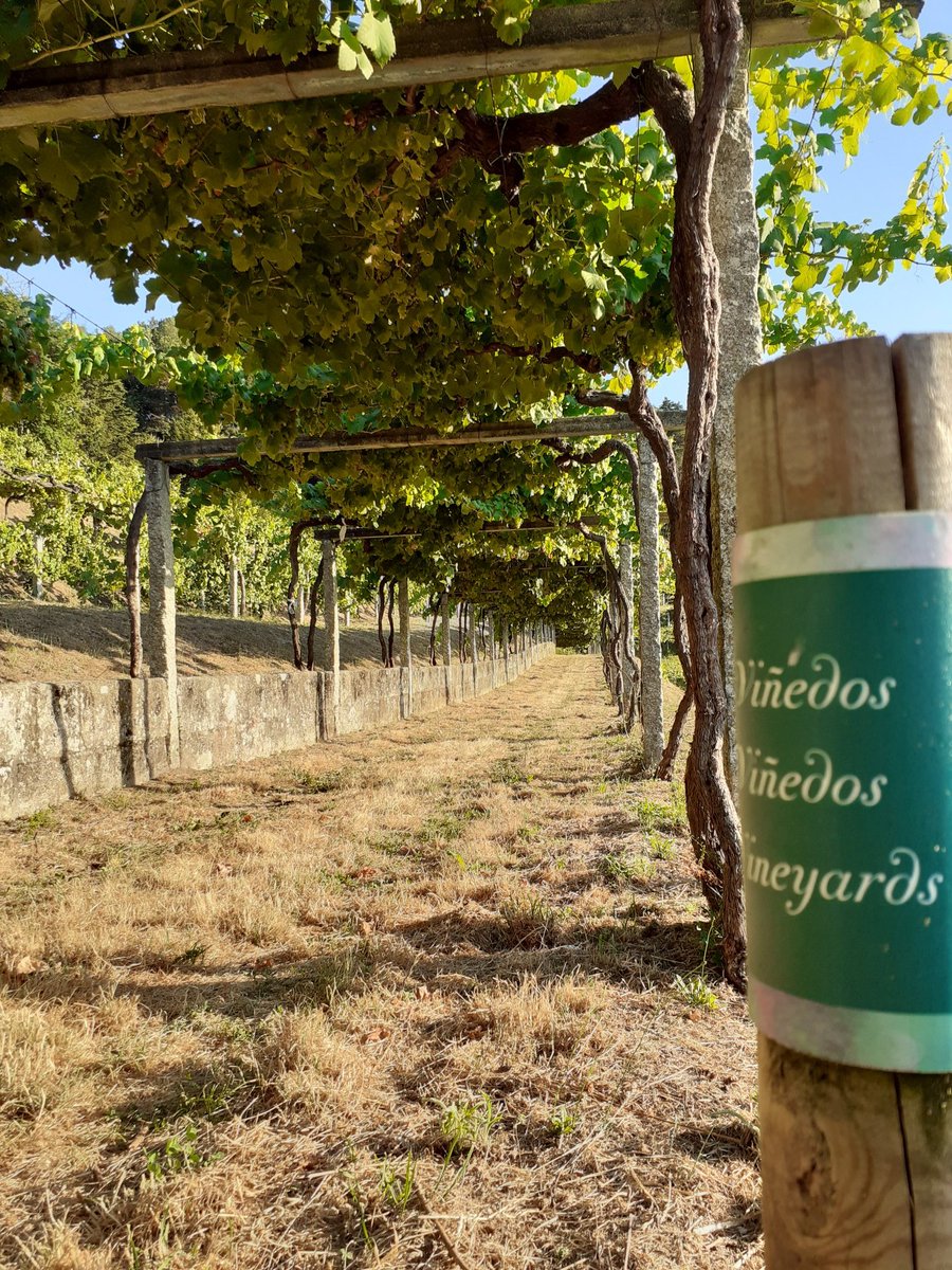 Castelo de Soutomaior tweet media