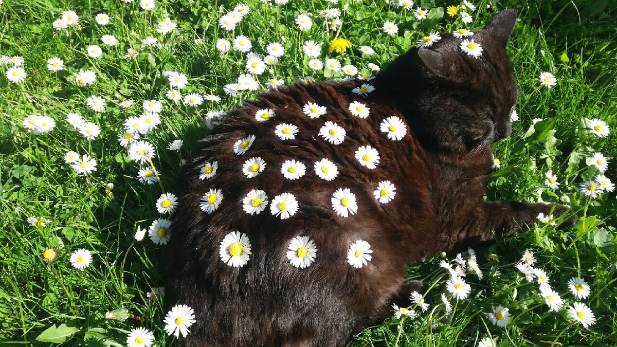 peacozy's tweet image. 