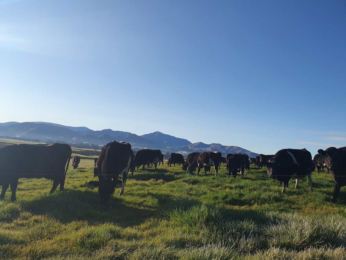 Btcbrown's tweet photo. Bluebird after 8mm overnight, 55% calved 👌 https://t.co/G3m0smR9bX