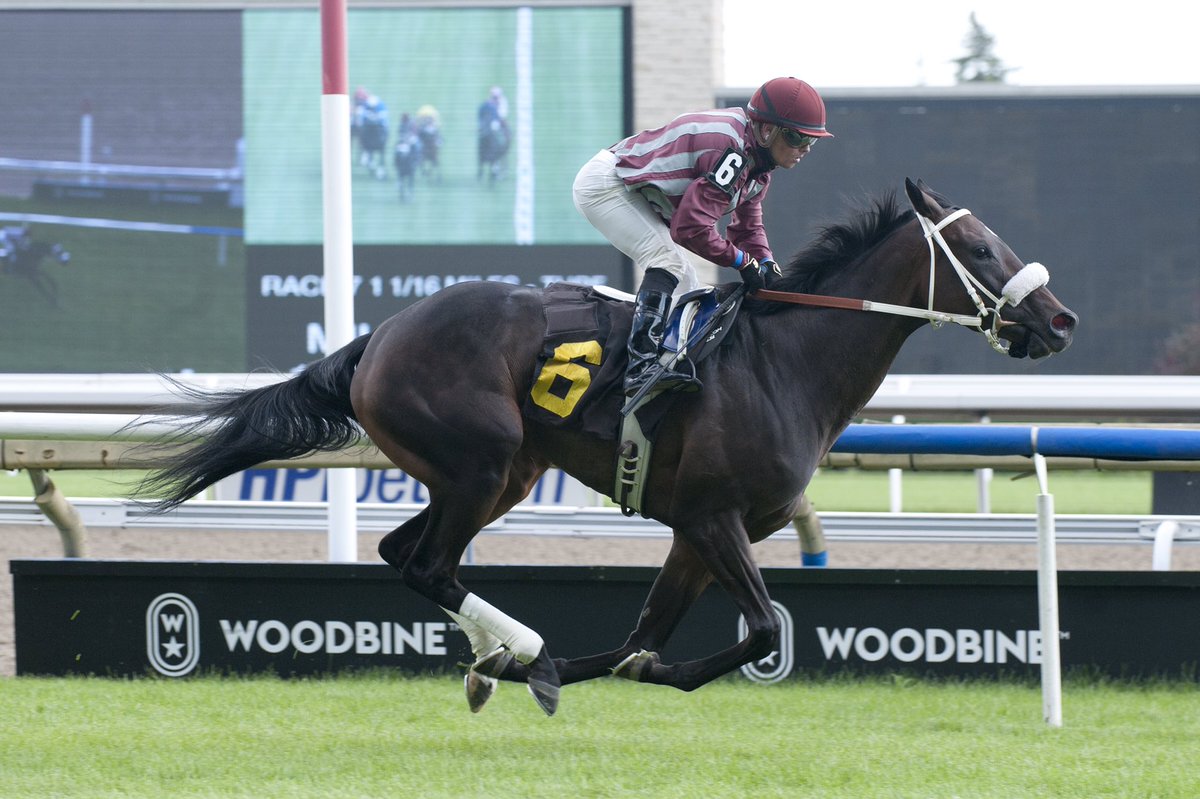 WoodbineTB's tweet photo. 💪 | Power House. Justin Stein wraps up his Friday with 6 wins! #GoJustinGo #BetWoodbineTB (Michael Burns photo) https://t.co/v5Z5QzHw9f