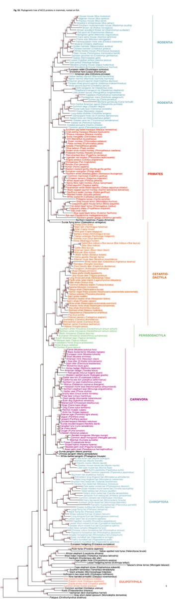 This is where I give a HUGE shout out to  #OpenData  #OpenScience  @NCBI. From home, in the middle of a pandemic, entirely virtually, we analyzed data from 410 species (inc humans). 252 mammals, 72 birds, 65 fishes, 17 reptiles, and 4 amphibians. Data shared by other scientists 13/n