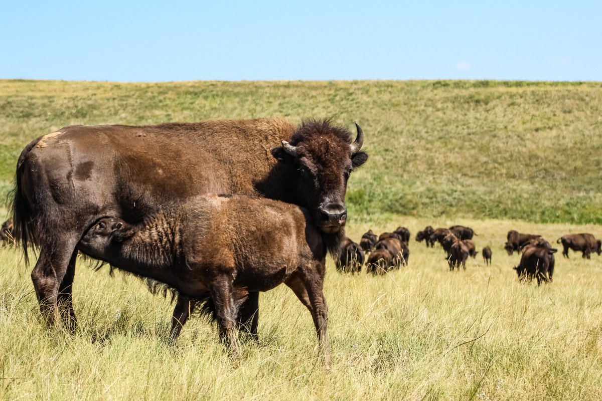 Custer State Park tweet media