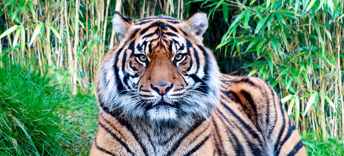 It just pounces.

"A tiger does not need to boast that it is a tiger."
—Nigerian proverb

🏆  train.championsmind.app/now

Be your own 🐯