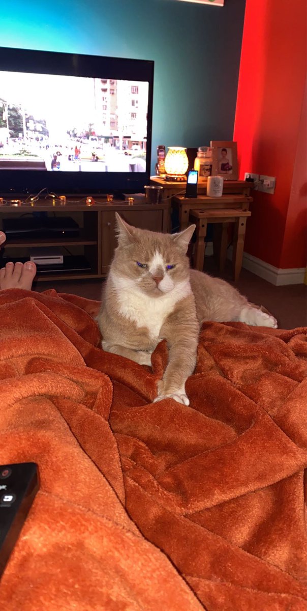 LauraMc1987's tweet photo. Happy 10th Birthday to the coolest cat Maxi Jazz 🥳🐈😎 
•
•
•
#furbaby #maxijazz #babyboy #10today #ourgrumpycat #lovehim #ouroldboy 💙 https://t.co/0qhOViwvLh