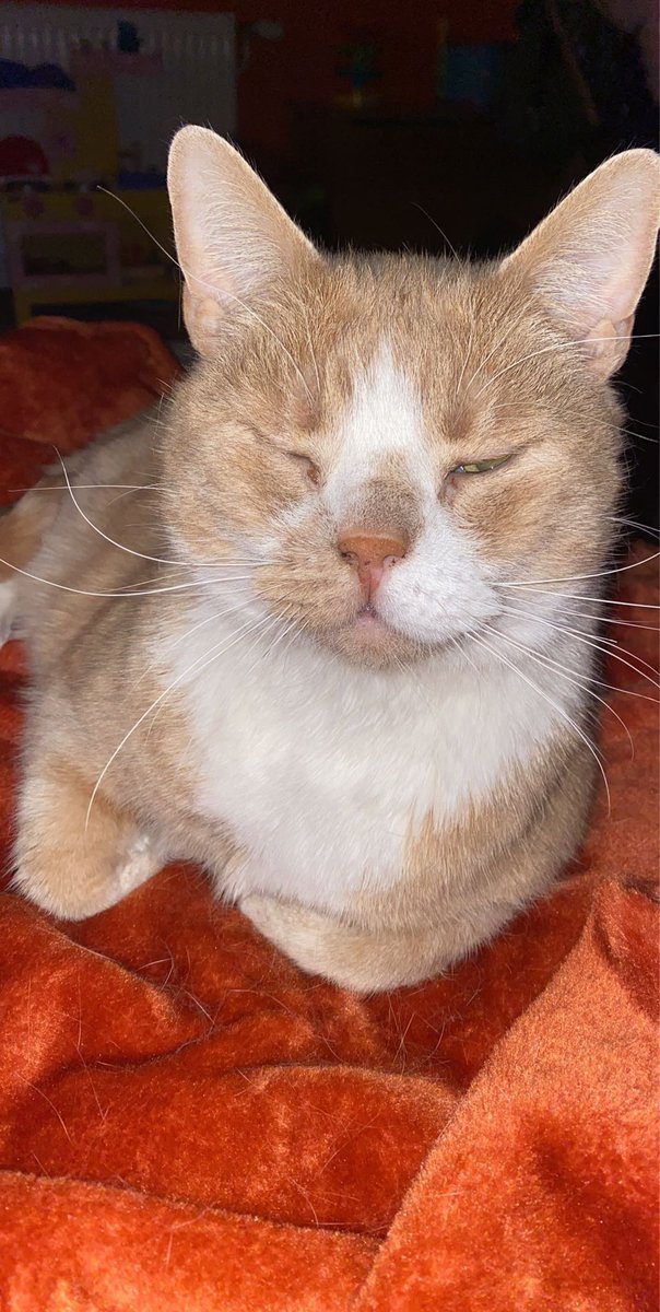 LauraMc1987's tweet photo. Happy 10th Birthday to the coolest cat Maxi Jazz 🥳🐈😎 
•
•
•
#furbaby #maxijazz #babyboy #10today #ourgrumpycat #lovehim #ouroldboy 💙 https://t.co/0qhOViwvLh