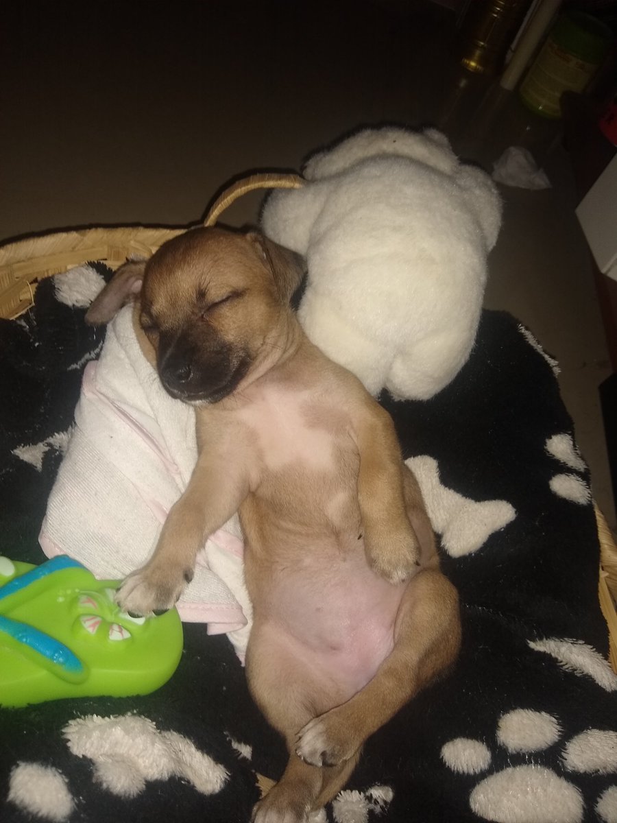 Enamorarme en 3 pasos... Bienvenida Canela❤️