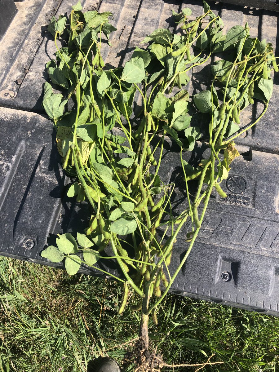 armstrongseeds's tweet photo. @Steele08Cox @ProvenSeed @NutrienAgCda Pv15s0009R2X looking very good near Boissevain as well! https://t.co/j2tiys08oa
