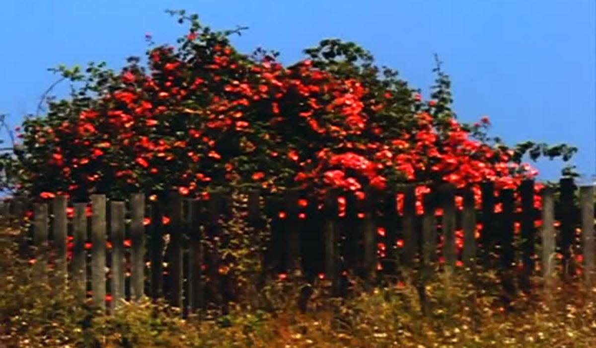 13. All My Life (Bruce Baillie, 1966) (9 votes)