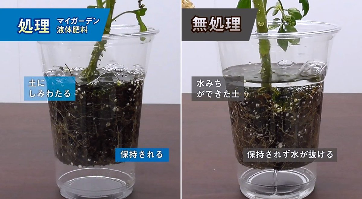 住友化学園芸 بحث في تويتر 住友化学園芸 بحث في تويتر