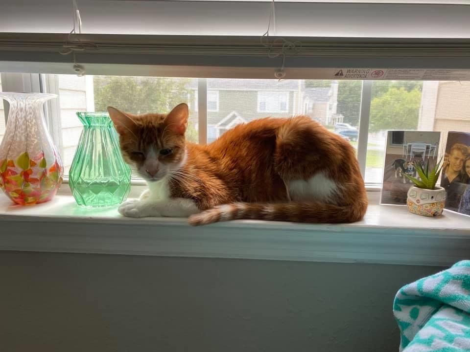 HSGSav's tweet image. Foster update: Ziggy 
He is having the best time in foster!