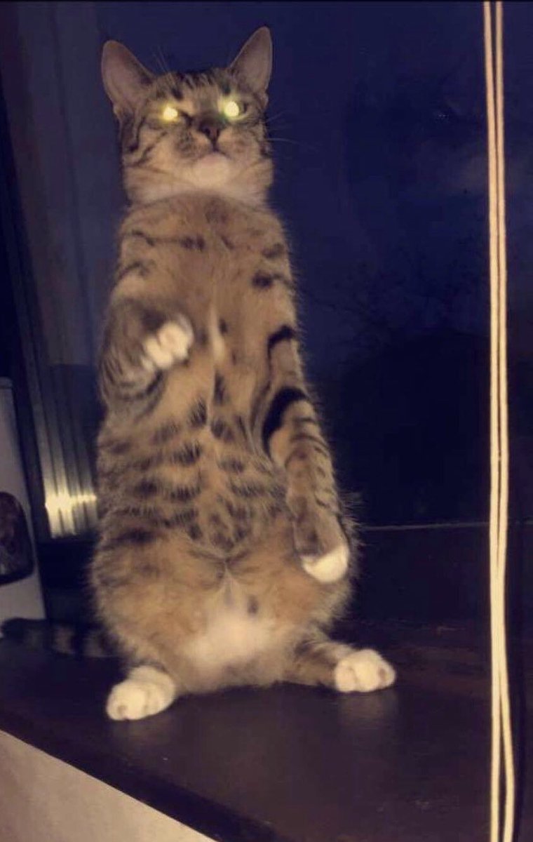 kim chaewon being my cat: a thread