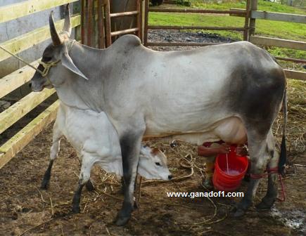Disponibles para aspirar donadoras Elite Guzera de Doble Propósito con la mejor genética de Leche y Carne. La mejor forma de iniciar un plantel de alta calidad puro Guzera es teniendo acceso a la mejor genetica disponible.   04149210724
