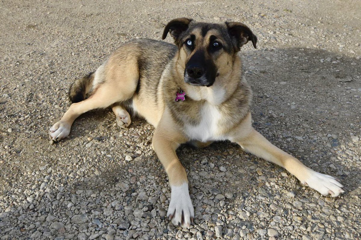 Crazycat161's tweet photo. @Bayer4CropsCA #FarmDogOfTheYear
Pepper simply loves life on the farm. https://t.co/ddhvKJBkC6