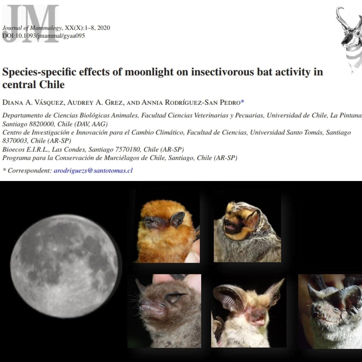 ar_sanpedro's tweet photo. New paper out! Lunar phobia in Chilean bats! @Audreygrez @bioecos_cl 
https://t.co/Hy2rkTwxdc https://t.co/X8DYkYyTr0