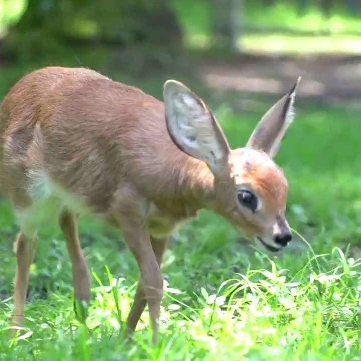 Disney Parks on Twitter: 