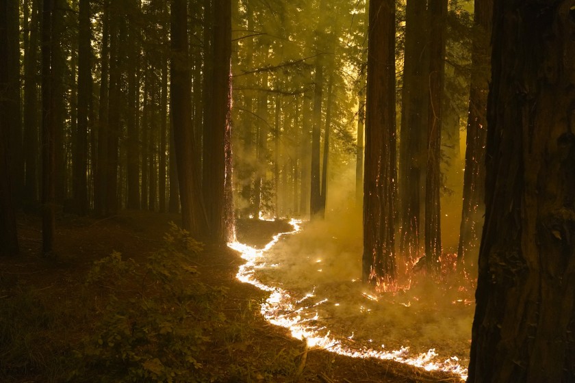4/ In addition to threatening  @ucsc the wildfire is destroying surrounding redwood forests, some of the most magnificent ecology in the world.I really hate 2020. Enough!One MORE