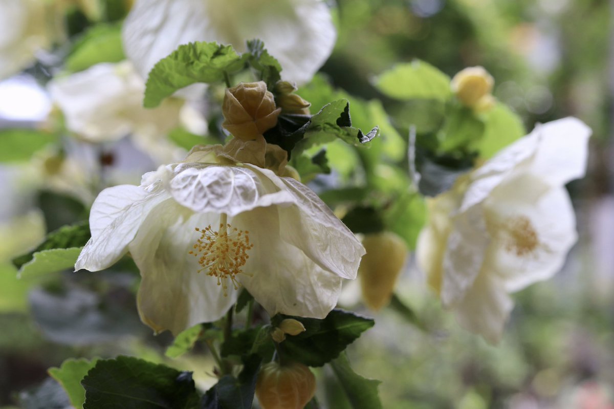 ジニアプロフュージョン