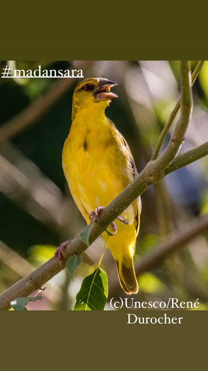 Pnh_CSSR's tweet image. En créole haïtien, le Tisserain Gendarme est appelé Madan Sara ! 
crédit photo : Unesco/René Durocher