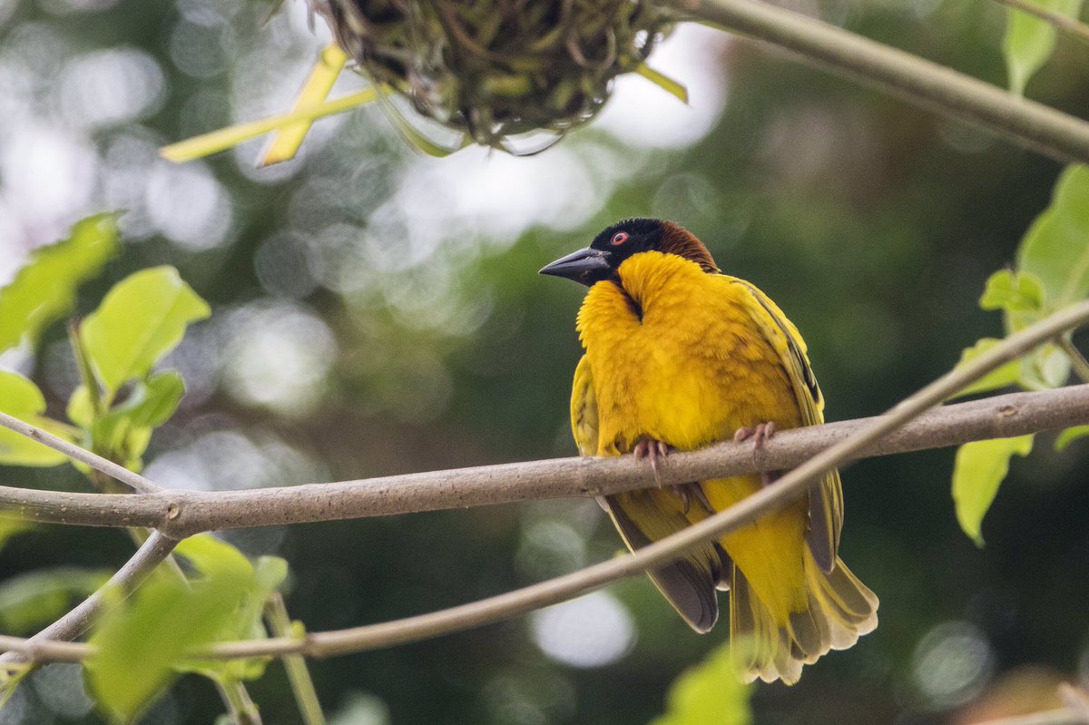 Pnh_CSSR's tweet image. En créole haïtien, le Tisserain Gendarme est appelé Madan Sara ! 
crédit photo : Unesco/René Durocher