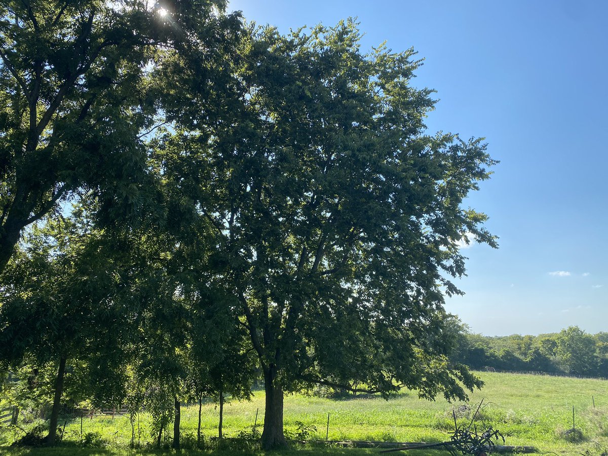 KatyWrites's tweet photo. I’m spending the afternoon at a farm & distillery north of #KC. It makes me appreciate farmers, growers & distillers so much more!! About to try their fruit-based spirits and gin. #OfTheEarthFarmAndDistillery #AppleBrandy #farmdistilling #VisitMissouri #drinklocal https://t.co/fgqb1Zzhue