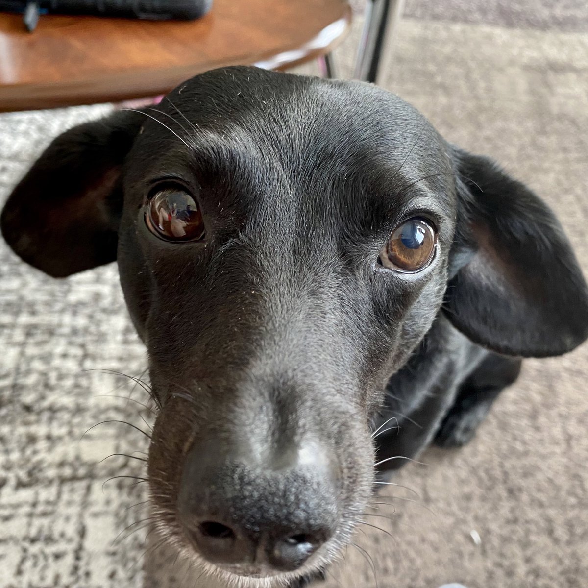 nherring32's tweet photo. Thought I’d start using Twitter again. Here’s a picture of my dog to get things started! #dogsoftwitter #cutedog https://t.co/y8SMtNuQCW