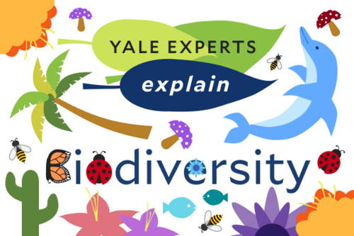 UNBiodiversity's tweet image. 🌱What is biodiversity?
🦜What benefits does it provide?
🌳What are the threats to biodiversity?
🐞What can people do to protect or enhance it?

@Yale experts answer all your questions about #biodiversity.

➡️sustainability.yale.edu/news/yale-expe…