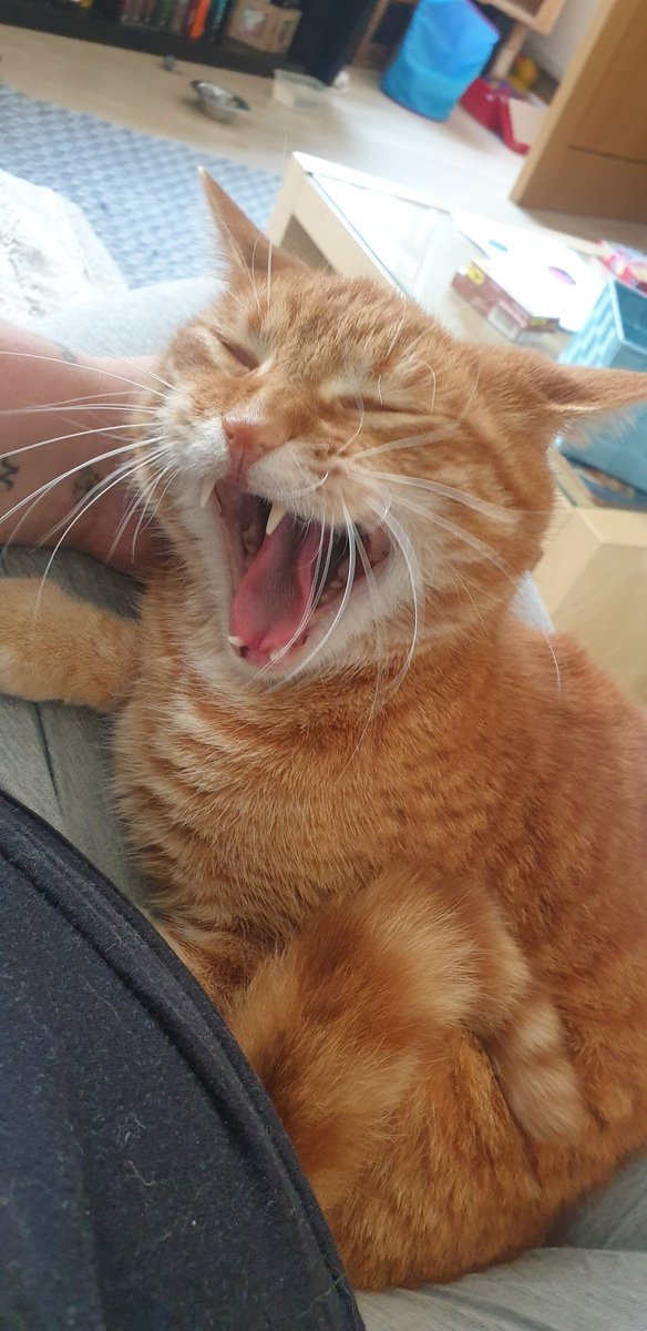Olivercatboy's tweet photo. I .... screm https://t.co/RR3oND00qO