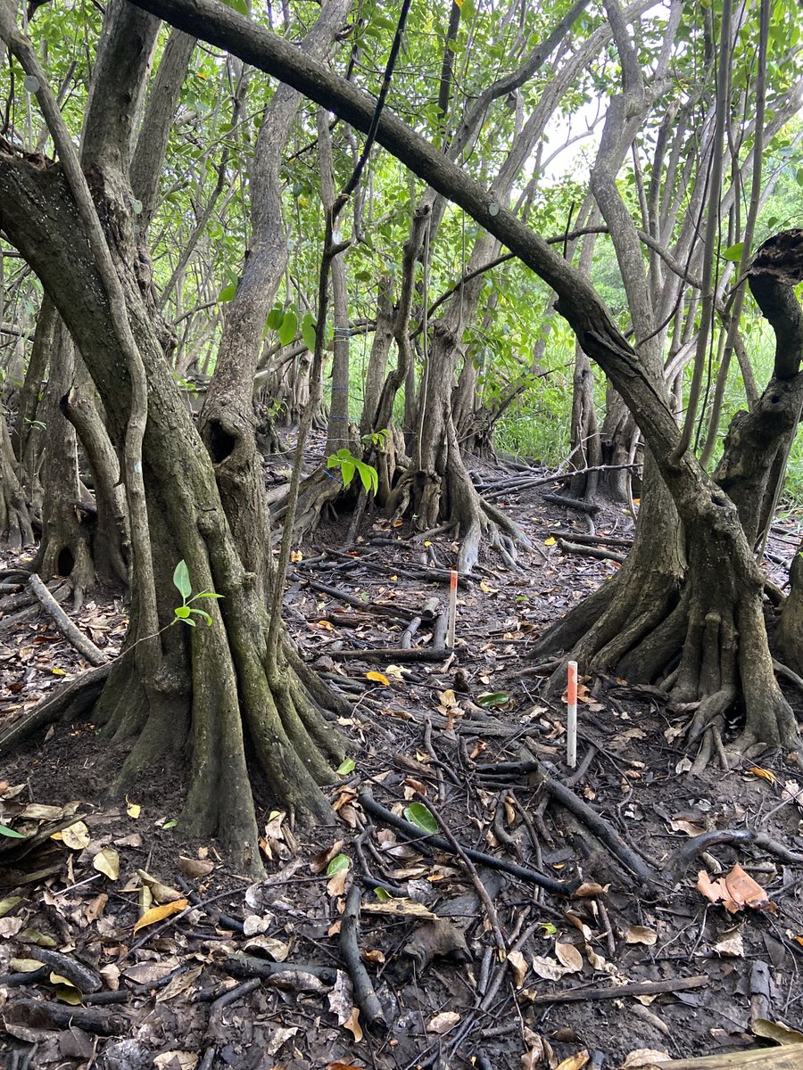 mangleraPR's tweet photo. #Laura #PuntaTuna Maunabo ya los sensores están listos en el humedal para registrar la visita de la tormenta. https://t.co/kJYJPRafJ9
