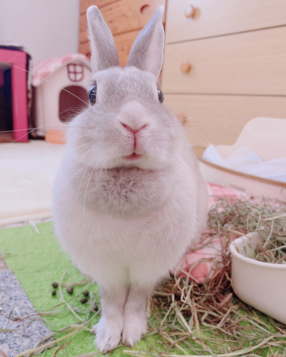 井口病院とぽぽたむ 愛想笑いでうんちをごまかすうさぎと かわいい笑顔でうんちをごまかされる飼い主 井口病院とぽぽたむ 愛想笑いでうんちをごまかすうさぎと かわいい笑顔でうんちをごまかされる飼い主