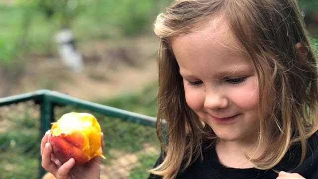 Next week's Emergency Feeding Program will have local baby sweet peppers from Riehm Produce Farm. And local cantaloupe, watermelon, corn, peaches &amp; pizza bagels from The Pizza Bagel Lady. Pickups will be 8/26 and 8/28 at PSH. Sign up on 8/24 or 8/25 at 9 AM to receive meals!