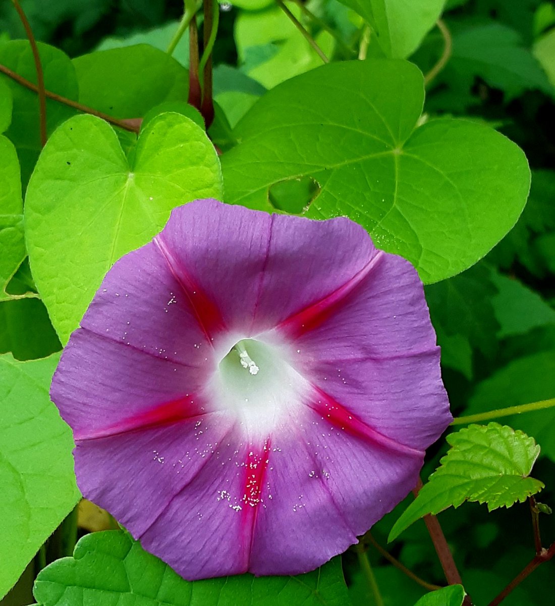 Morning Glories I grew from seed are now blooming in my garden. #flowers #ILoveGardening #gardening #FlowerReport #flowerpower #Flowergarden #flowerphotography 🌺💗⚘🌱🌞