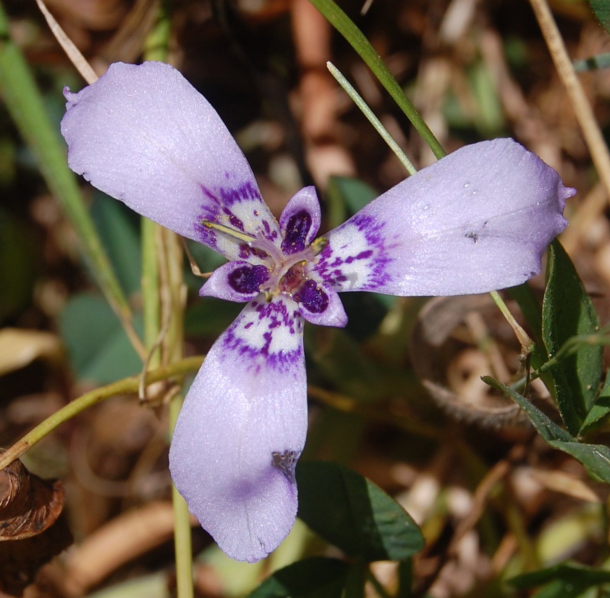 El lahue (Herbertia lahue) es una iridácea nativa de Chile y Argentina, vive en altitudes bajas y medias de las regiones de Valparaíso, O'Higgins, Maule, Ñuble, Biobío, Araucanía, Los Ríos, Los Lagos, Aysén y en el Archipiélago Juan Fernández. A cuidarla!!