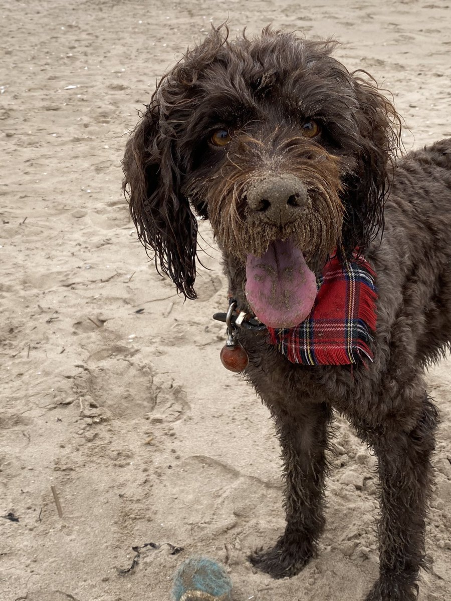 (Almost) every day since lockdown started- an hour every day that has been good for the body and good for the mind...couldn’t have done it without him! This is Ridsdale!#DoOneThing #ClearYourHead