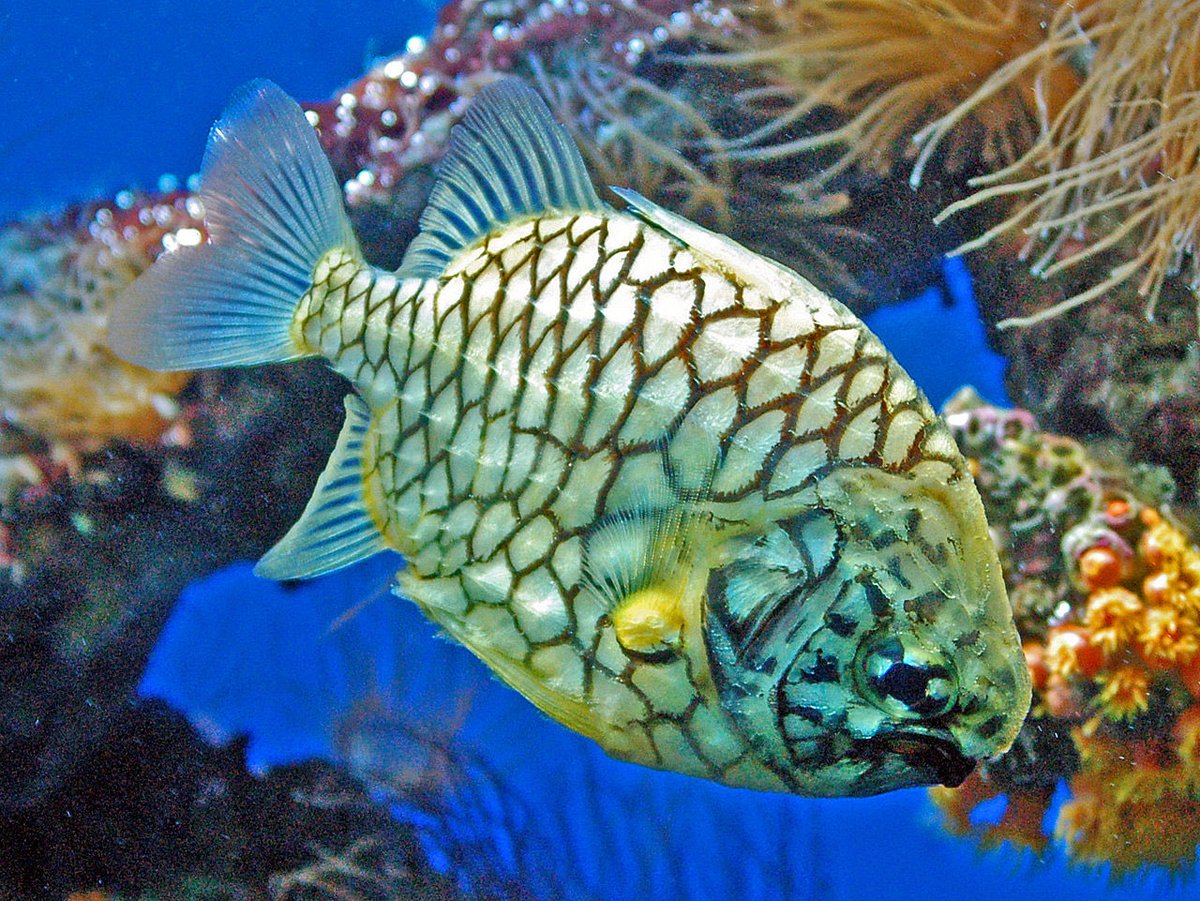  @ThesierLisa Pineapplefish (Knightfish or coat-of-mail fish)