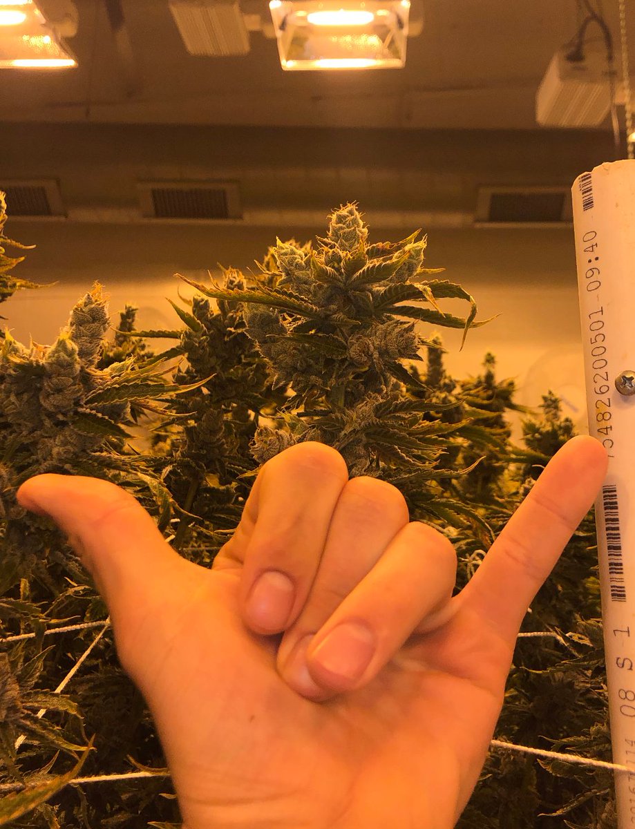 ThreeALight's tweet image. 🤙