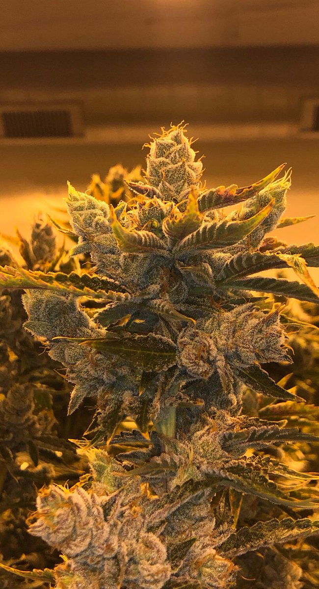 ThreeALight's tweet image. 🤙