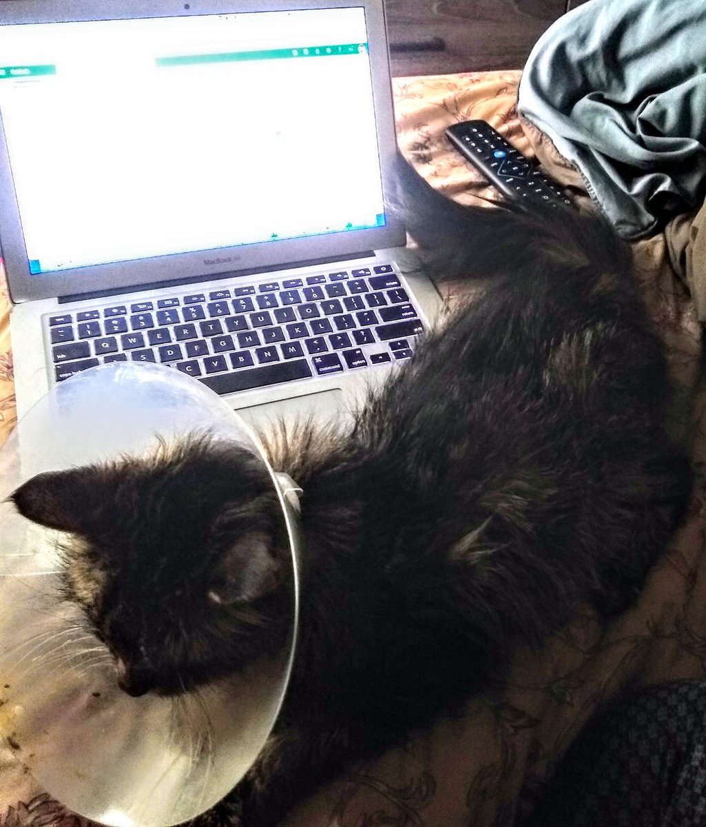 When your cat decides you're done for the day. #ConeofShame #Caturday #smartpay #workday #workfromhome