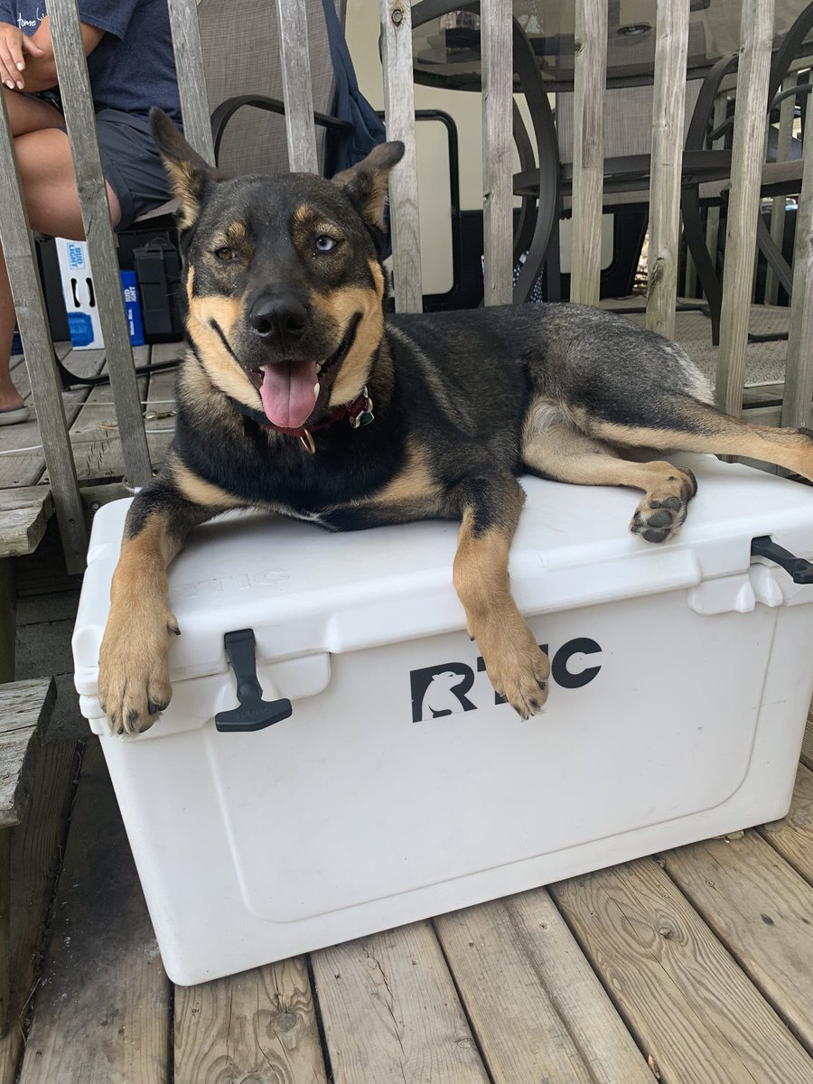 JenCarbary's tweet photo. A little Husky love. It’s her favorite spot. How do you stay cool? #rottsky @RTICCoolers https://t.co/zt4cTgg5hV