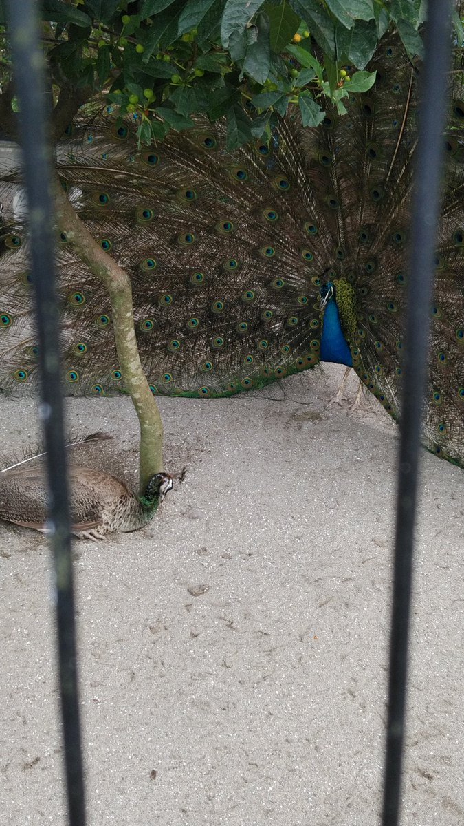 Ty生き物図鑑 インドクジャク キジ目キジ科 学名 Pavo Cristatus 全長86 230cm 体重2 8 6kg 翼開長40 50cm 雄1羽と雌数羽からなる小規模の群れで生活する インドでは国鳥とされており 神聖な鳥として保護されている ペットとして飼育されることもあり