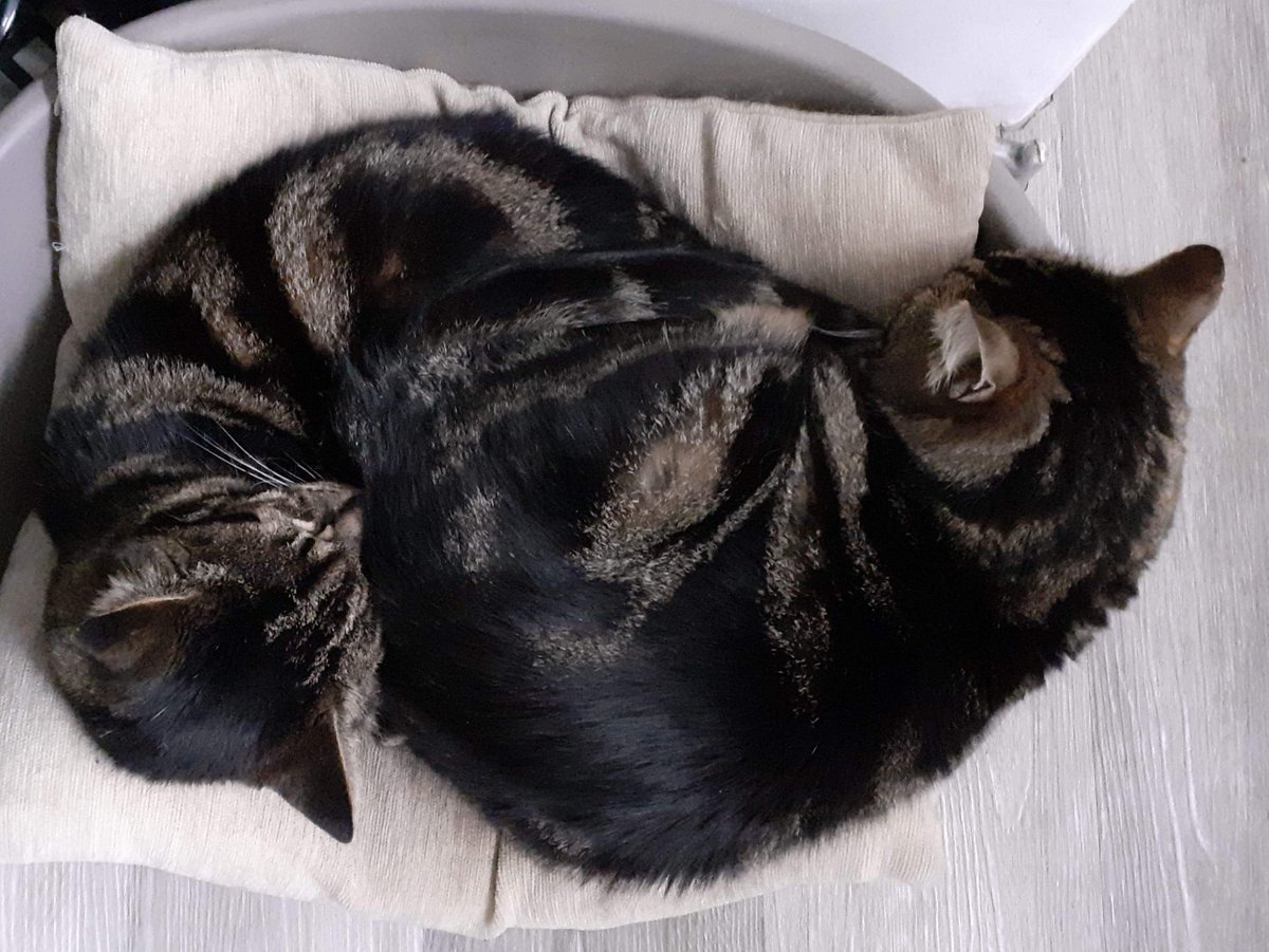 IanBrownTV's tweet photo. It's a #twofor this #caturday as #officecats demonstrate the #punctuationmark #pose. They don't often share these days. One is a little larger. Takes up more room.
#CatsOfTwitter #CatsOnTwitter #cats https://t.co/eAK4DrLR9j