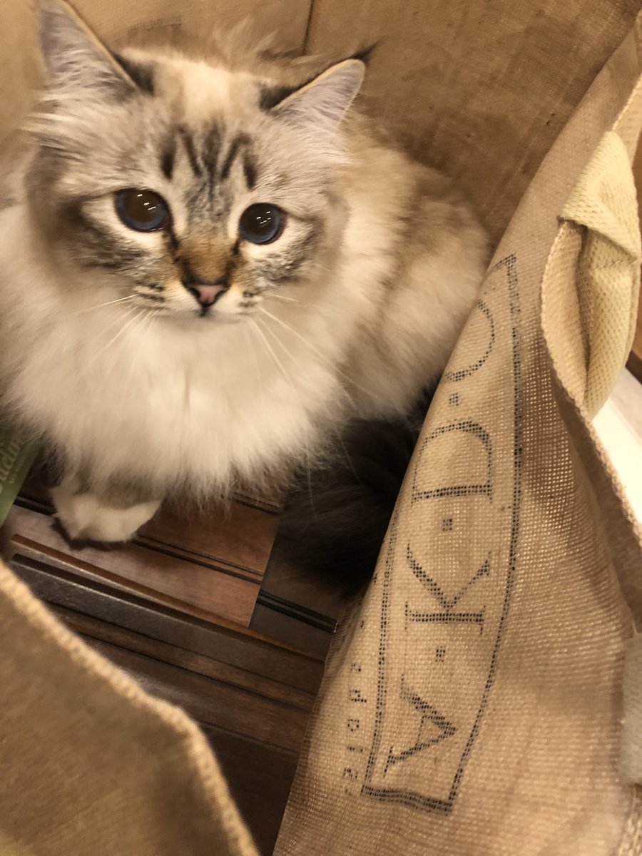 BluestemRemodel's tweet image. Like many of our furry friends, Peanut loves getting into the selections process. She prefers walnut over cherry for this kitchen remodel - we will see if her Mom agrees!

#CatsofBluestem 
#BluestemCatModels #DesignerInTraining
#BluestemRemodeling #RemodelingReimagined