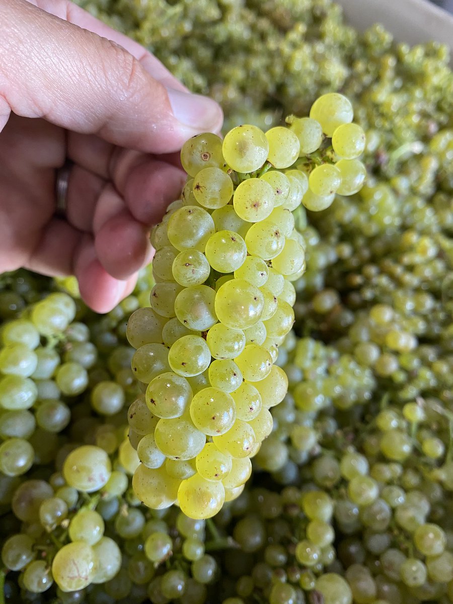 And here we go.... Hyde &amp; Durell collide on the crushpad. Harvest 2020, we will prevail!